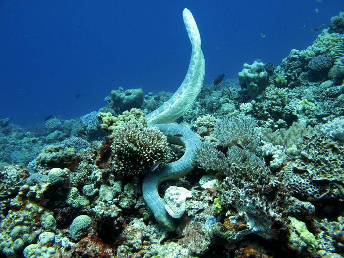 Hyprohis stokesii credit Australian Institute of Marine Science
