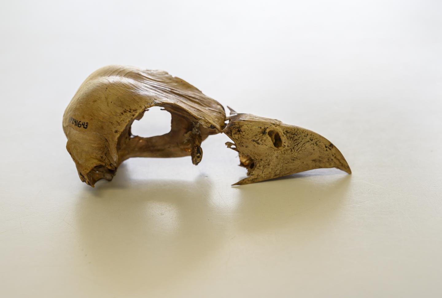 Tropical Bird Shows Potential of Ancient DNA Studies