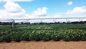 Potato Field Varieties