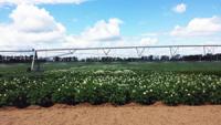 Potato Field Varieties