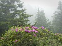 Flower Bush