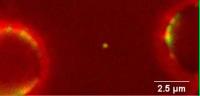 Single-Molecule Imaging of DNA Repair