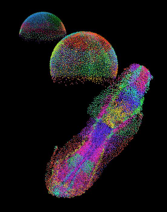 An embryo in the making