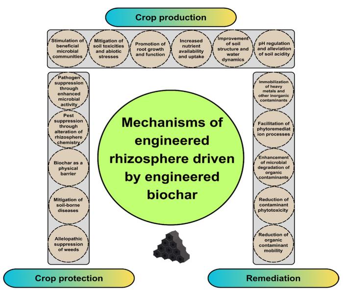 Beyond one-size-fits-all: tailoring engineered biochar for purpose-specific rhizosphere engineering in crop production, protection, and soil remediation