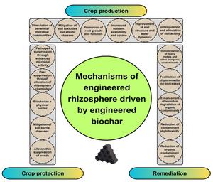 Beyond one-size-fits-all: tailoring engineered biochar for purpose-specific rhizosphere engineering in crop production, protection, and soil remediation