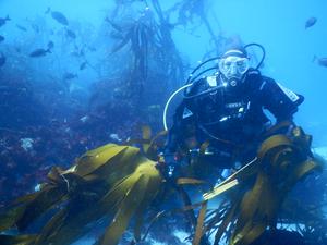 Climate-driven losses in seaweed carbon sequestration outpace habitat restoration gains