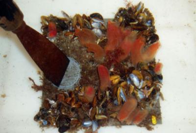 Underwater Communities