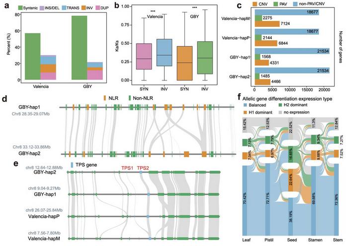 Allelic gene differentiation in sweet orange and pummelo.
