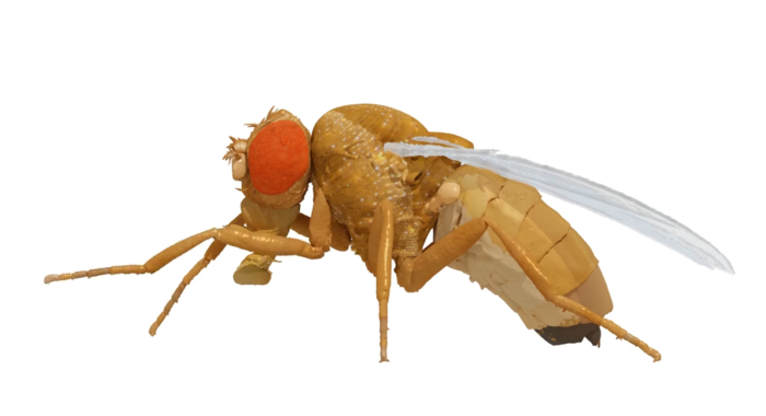 NeuroMechFly