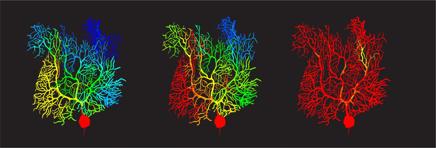 Dendrite Diagram