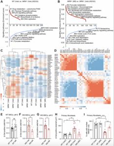Decreased mitochondrial NAD+ in WRN deficient cells links to dysfunctional proliferation
