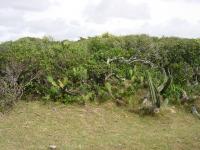 Natural habitat of <i>Chaco costai</i>