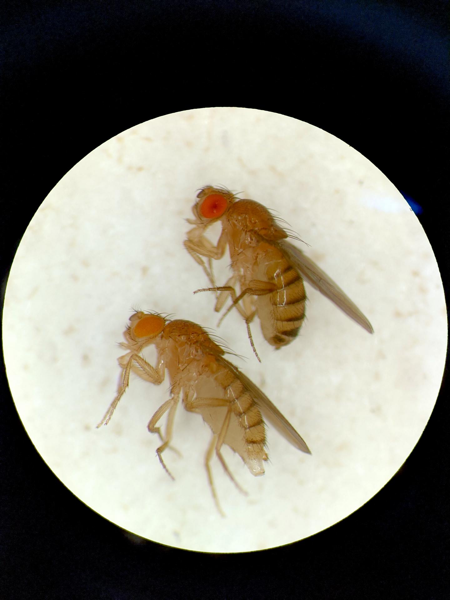 Drosophila eye colorations.