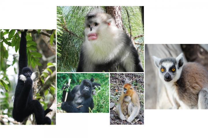 Primates in Danger