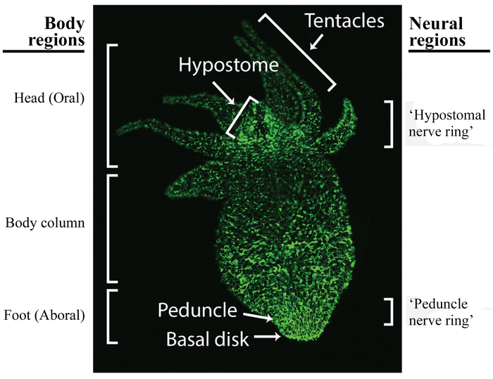 Redundant neural networks in freshwater hydra