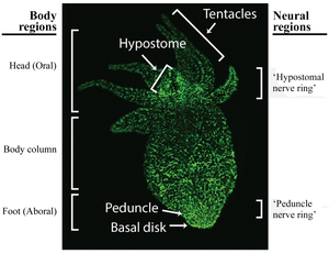 Redundant neural networks in freshwater hydra