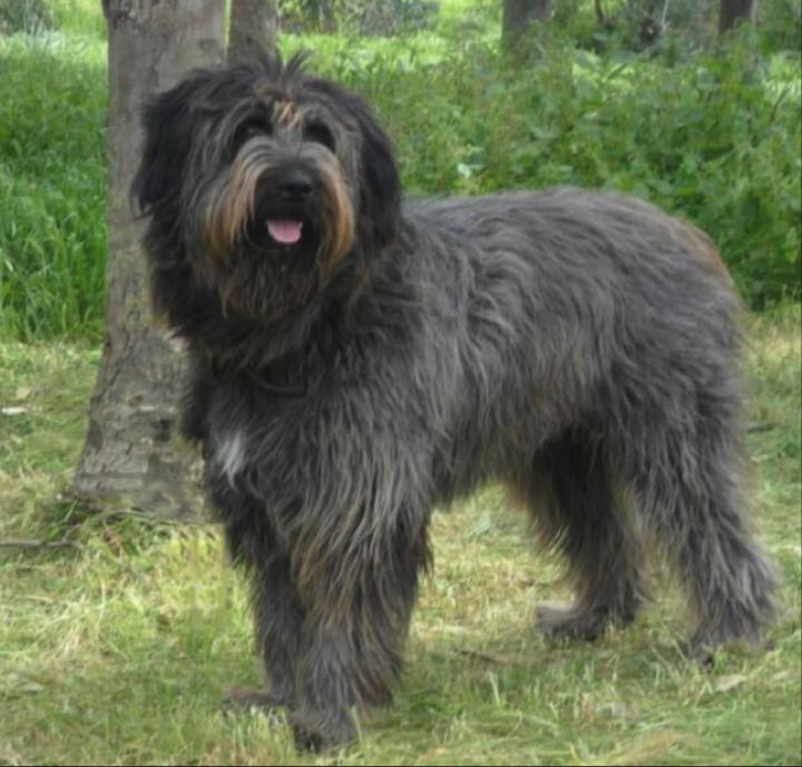 Fonni's Dog