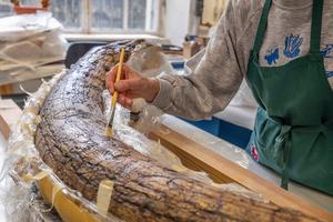 The mammoth’s tusk