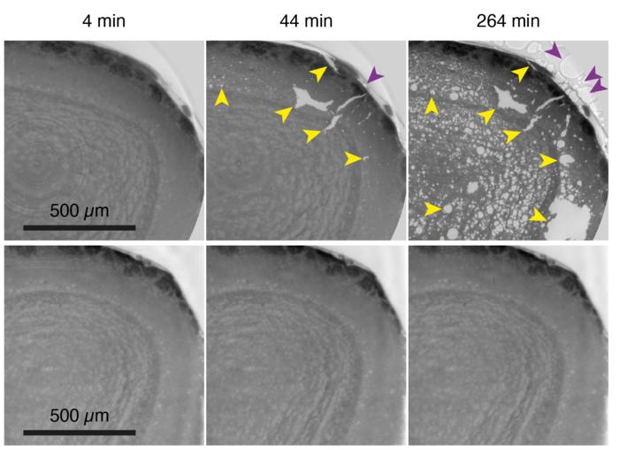 Radiation exposure tests