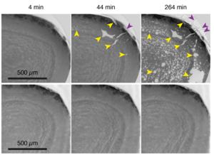Radiation exposure tests