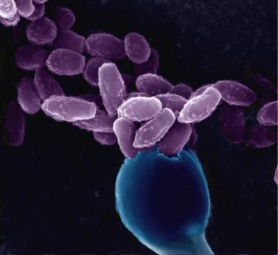 Spores and Basidia
