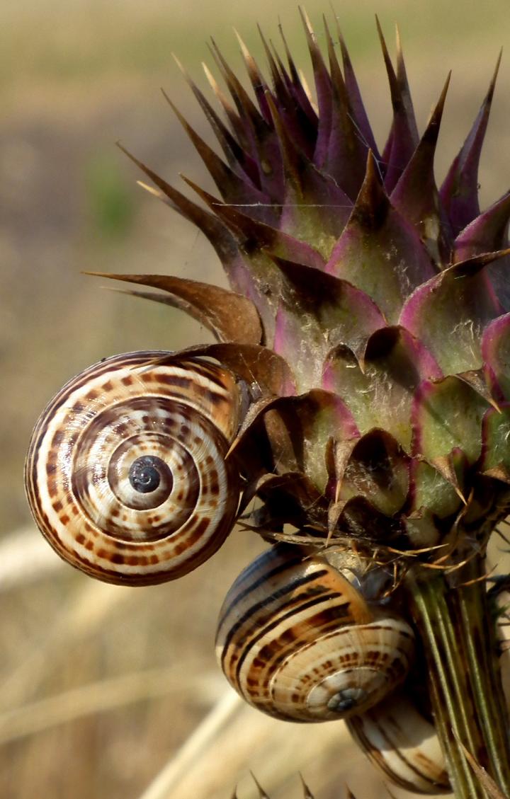 White Garden Snail