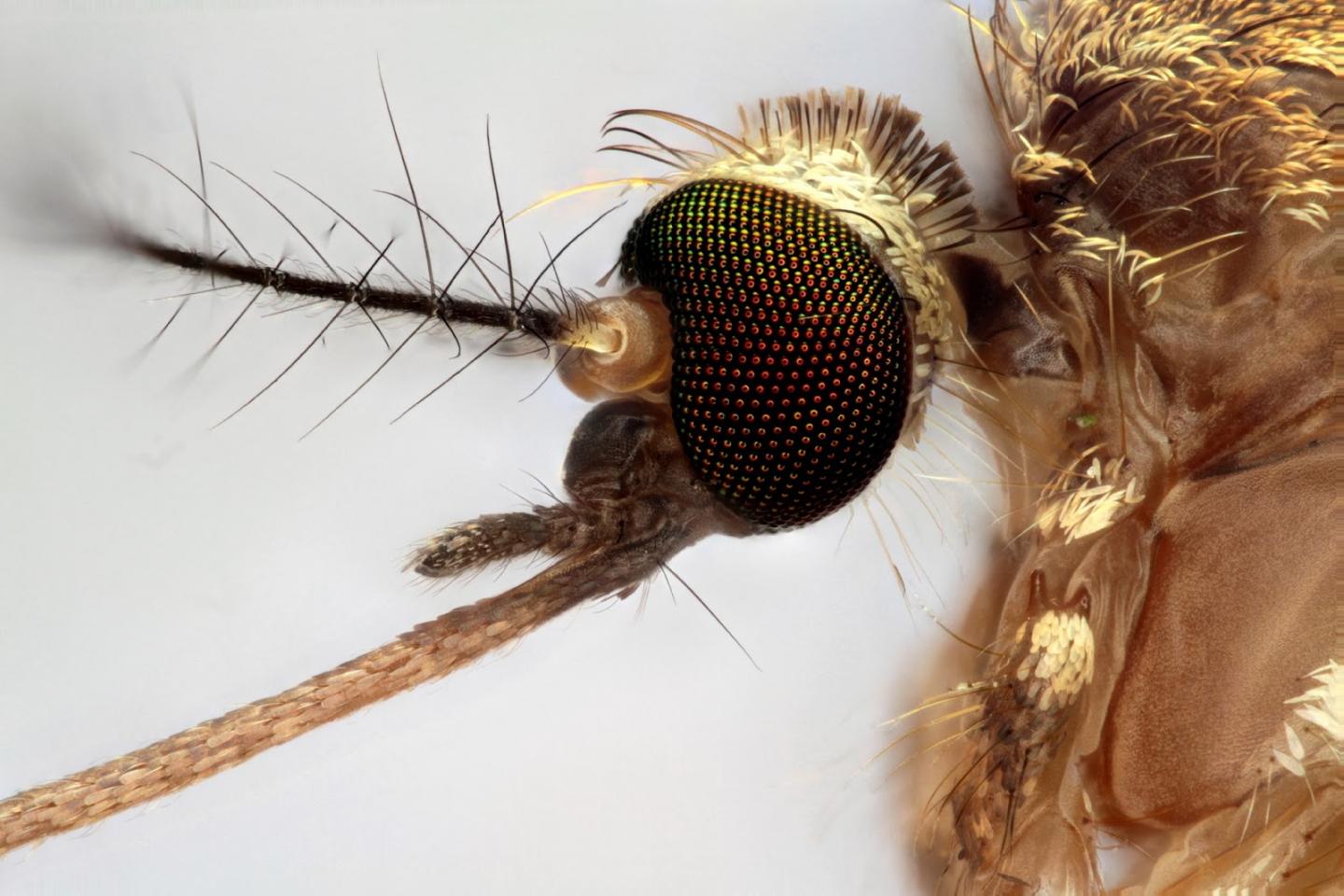 <i>Culex pipiens</i>