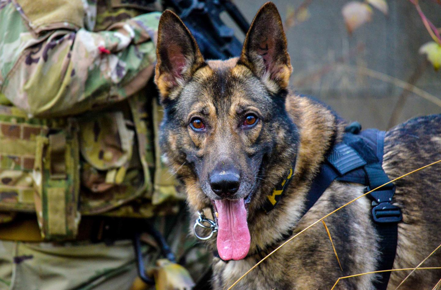 Military Working Dog