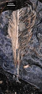Fossil feather