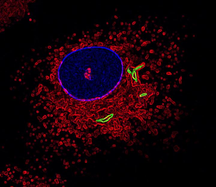 Macrophage
