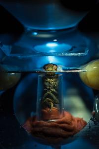 Apple fly in preparation for brain imaging