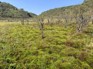 Woody plants expanding in a southern China peatland