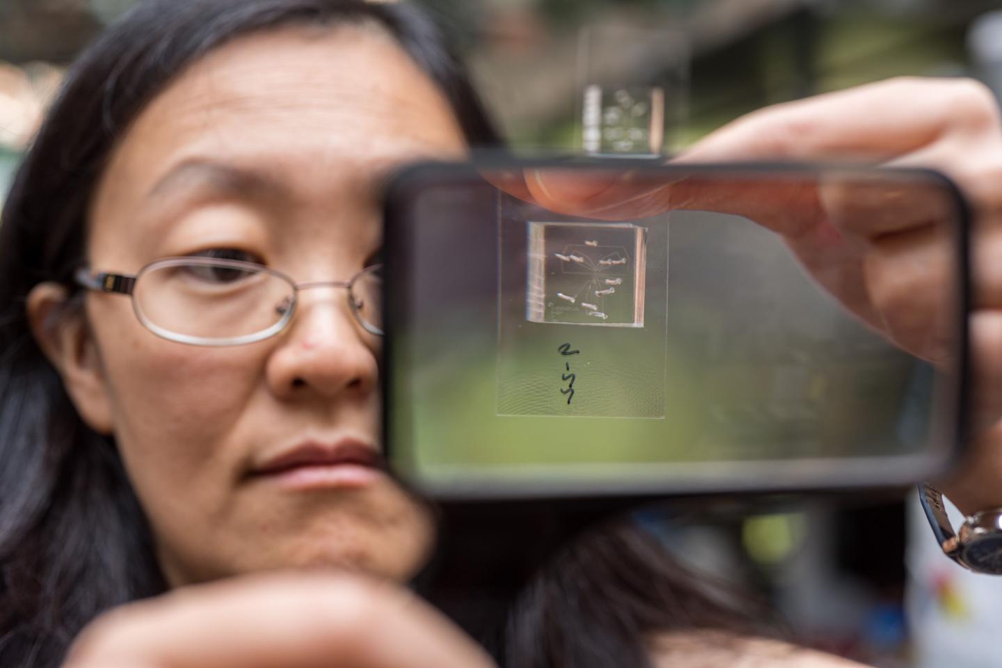 Hang Lu with <i>C. elegans</i> Sorting Chip