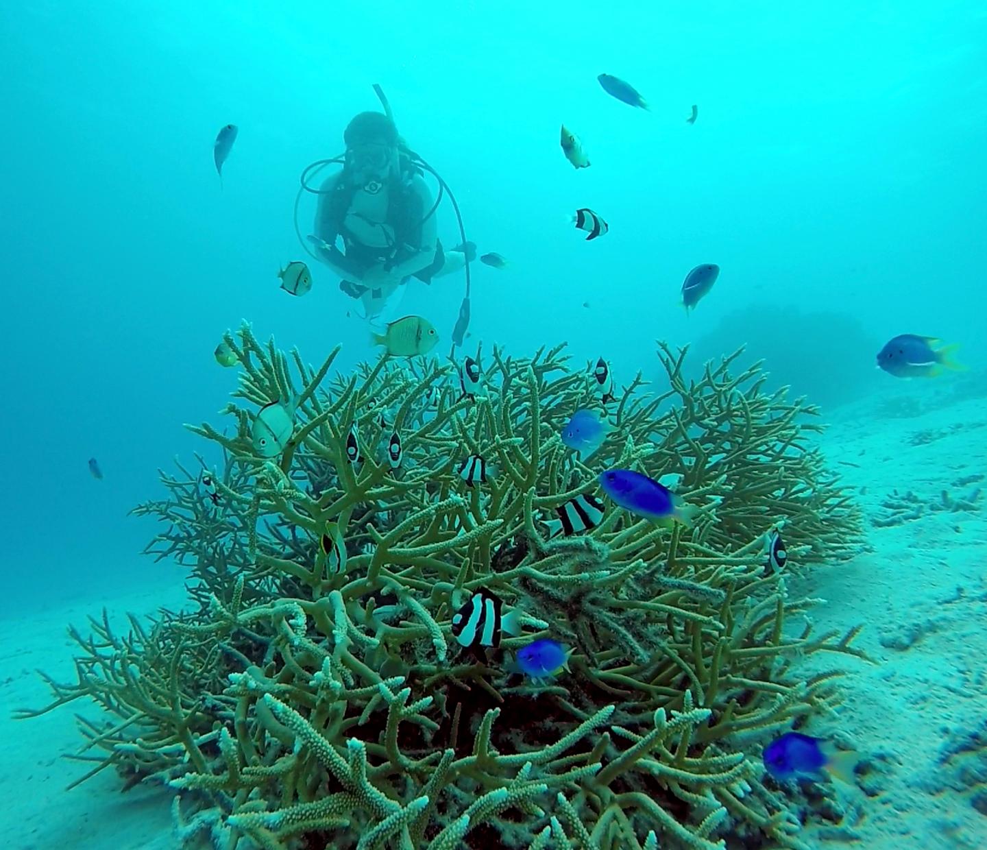 Coral