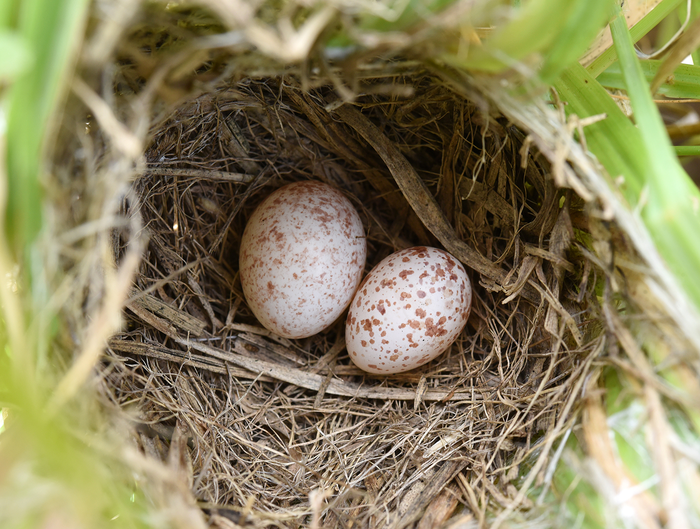 Cuckoo finch egg in zitting cisticola nest