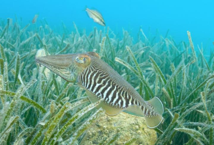 Common cuttlefish