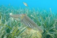 Common cuttlefish