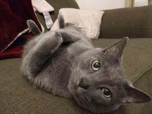 Cat owned by researcher