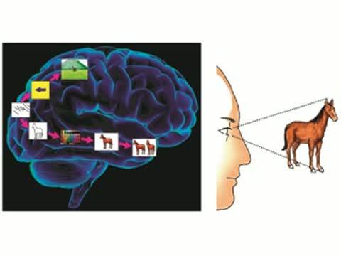 A Novel View of How the Brain Processes the Visual World (1 of 1)
