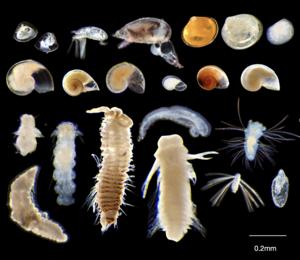Lavae of deep sea animals