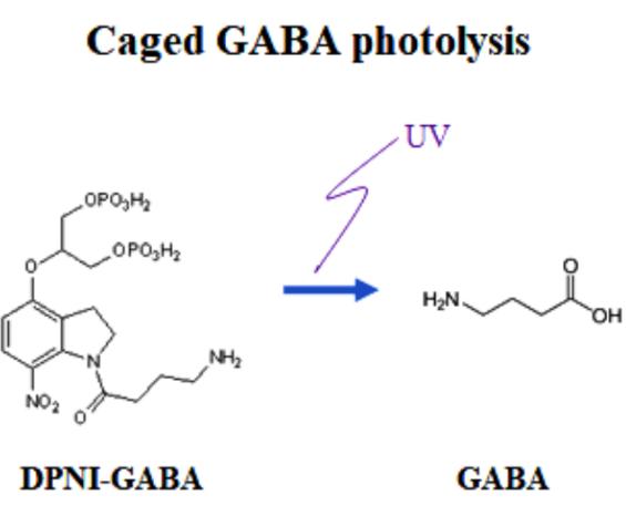 Caged GABA and Free GABA