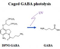Caged GABA and Free GABA