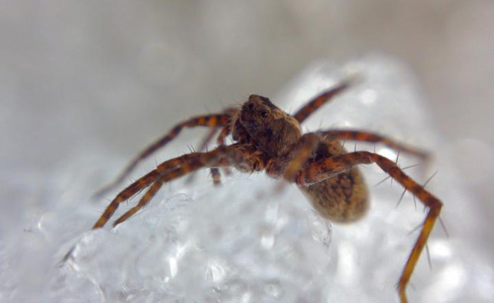 Arctic Wolf Spider