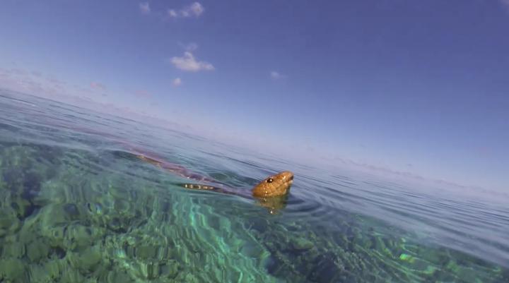 Olive Sea Snake