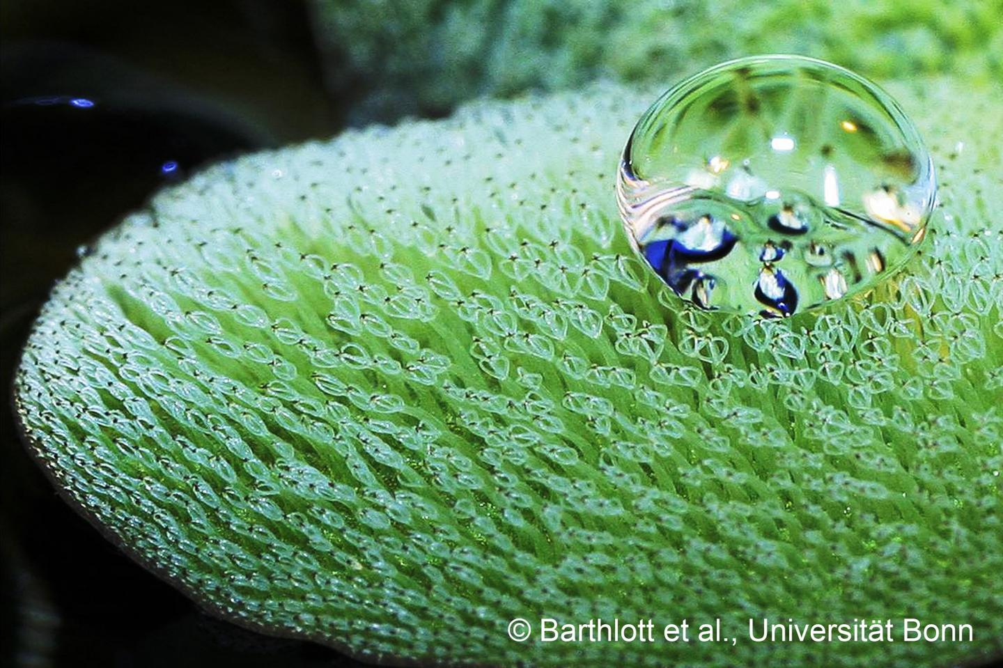 Aquatic Fern <i>Salvinia molesta</i>
