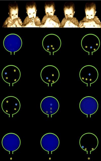 Babies Can Make "Common Sense" Predictions In New Situations (6 of 7)