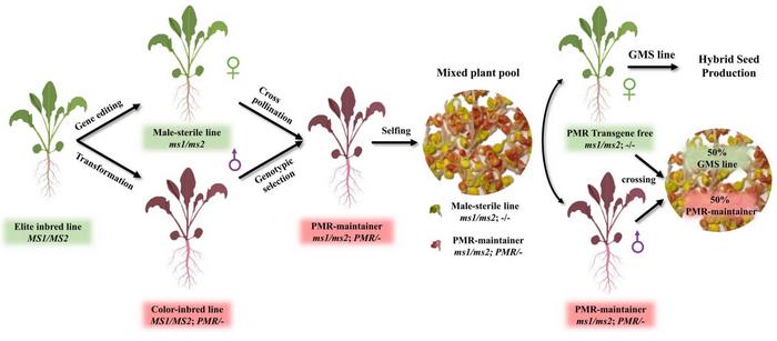 Establishment of a new convenient two-line system for hybrid seed production in B. napus.