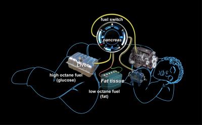 Metabolic System