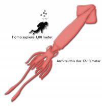 Scale of Size 