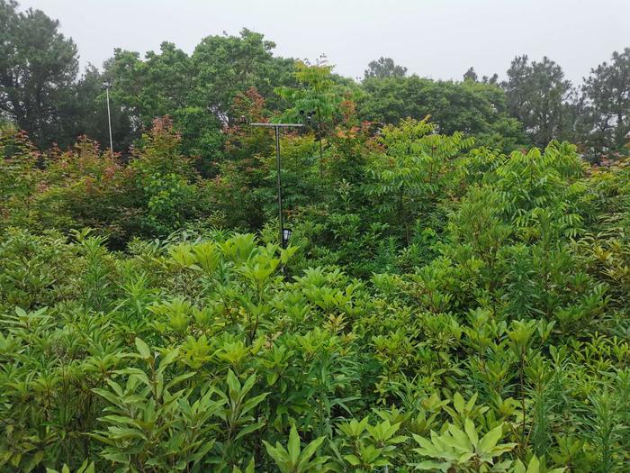 Biodiversity: Putuo experimental site exterior